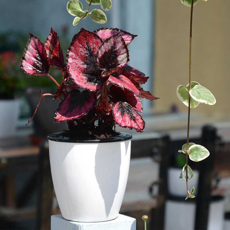 Automatic Self Watering Flower Plants Pot