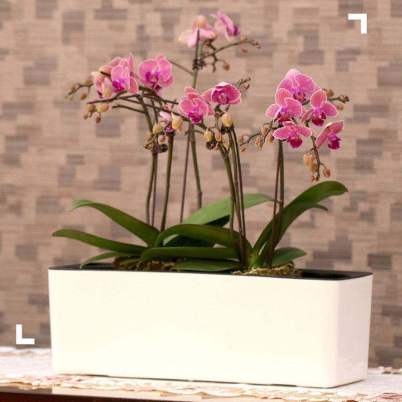 Detachable Plastic Self Watering Plant Flower Pot
