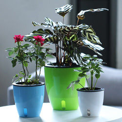 Automatic Self Watering Flower Plants For Garden