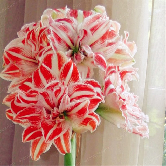 Bulbs Amaryllis Flowers