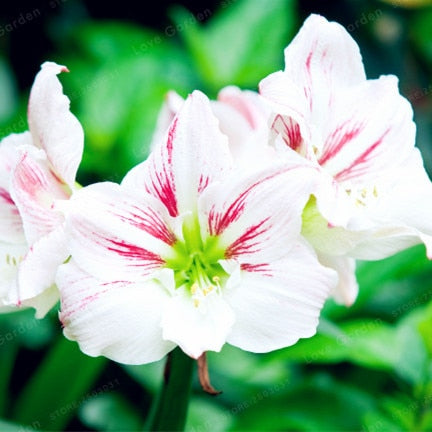 Bulbs Amaryllis Flowers
