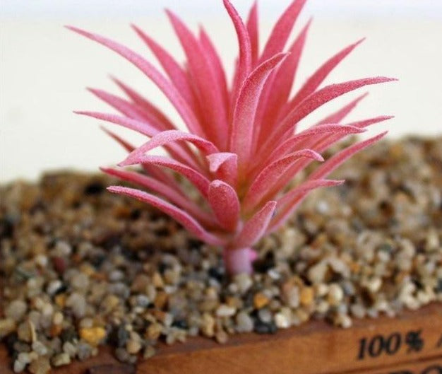 Artificial Green Purple Red Flocking Succulent Plants