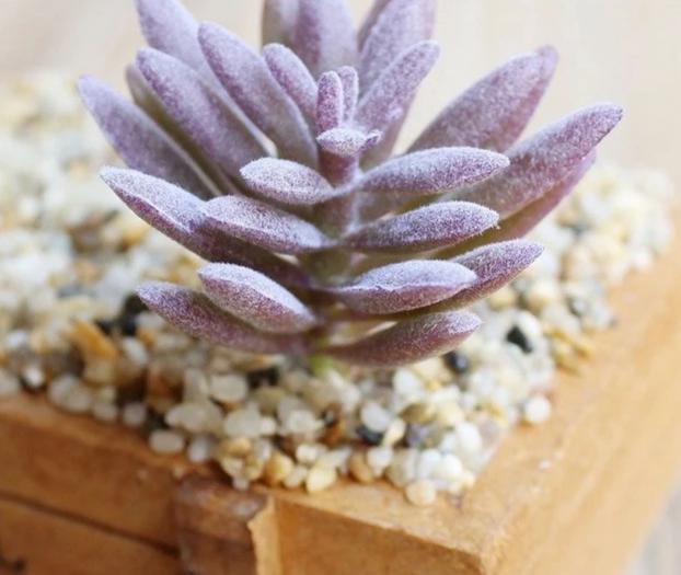 Artificial Green Purple Red Flocking Succulent Plants