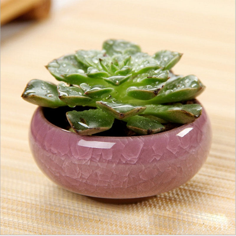 Round Ceramic Flower Pots For Juicy Plants