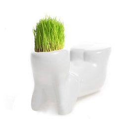 Grass Doll Lazy Man Plant For Garden Planting